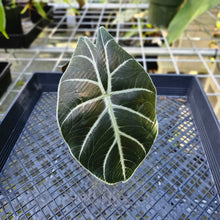 Load image into Gallery viewer, Alocasia Grandis, Exact Plant 2.5&#39;&#39; pot
