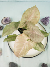 Load image into Gallery viewer, Pink Spot, exact plant, variegated Syngonium, ships nationwide
