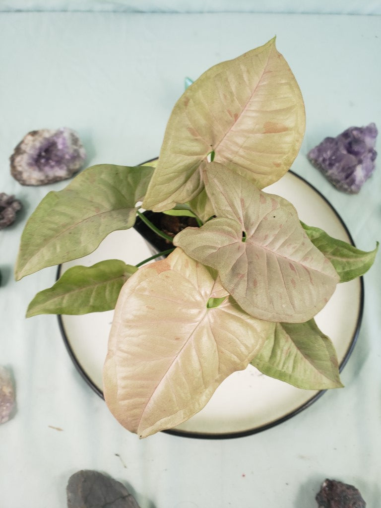 Pink Spot, exact plant, variegated Syngonium, ships nationwide