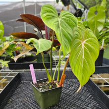 Load image into Gallery viewer, Philodendron Gloriosum, Pink Veined Back, Exact Plant
