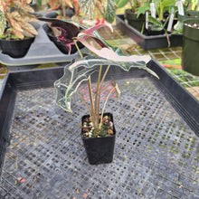 Load image into Gallery viewer, Alocasia nobilis pink Variegated Ships Nationwide
