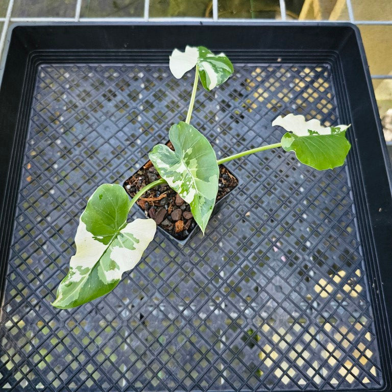 Alocasia Odora, Okinawa Silver, Exact Plant Variegated