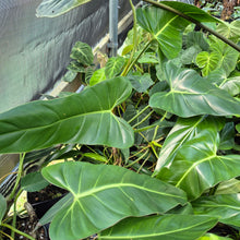 Load image into Gallery viewer, Philodendron Bernardopazii 6" pot, Fedex 2day
