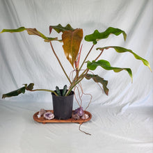 Load image into Gallery viewer, Philodendron Orange Marmalade, Exact Plant
