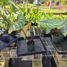 Load image into Gallery viewer, Philodendron Plowmanii, Exact Plant Ships Nationwide
