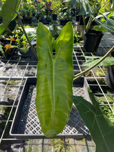 Load image into Gallery viewer, Philodendron Maximum exact plant, Fedex 2day*

