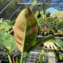 Load image into Gallery viewer, Philodendron Green Congo Nuclear, Exact Plant Variegated
