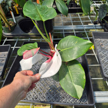 Load image into Gallery viewer, Philodendron White Princess Variegated exact plant, Fedex 2day*
