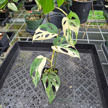 Load image into Gallery viewer, Monstera Adansonii Laniata Albo Variegated exact plant, Fedex 2day*
