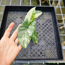 Load image into Gallery viewer, Alocasia Macrorhizza, Exact Plant Variegated
