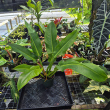Load image into Gallery viewer, Philodendron Giant Orlando, Exact Plant Ships Nationwide
