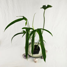 Load image into Gallery viewer, Philodendron Holtonianum, Exact Plant Ships Nationwide
