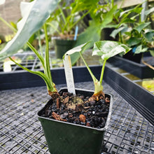 Load image into Gallery viewer, Alocasia Odora, Okinawa Silver, Exact Plant Variegated Multi top
