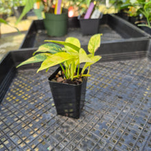 Load image into Gallery viewer, Epipremnum Pinnatum Sunburst, Exact Plant Variegated Ships Nationwide
