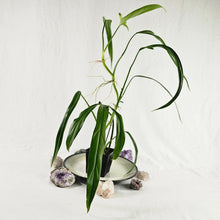 Load image into Gallery viewer, Philodendron Holtonianum, Exact Plant Ships Nationwide

