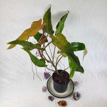 Load image into Gallery viewer, Philodendron Orange Marmalade, Exact Plant XL Ships Nationwide
