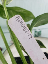 Load image into Gallery viewer, Lechleriana, exact plant, variegated Monstera, ships nationwide
