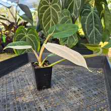 Load image into Gallery viewer, Philodendron Whipple Way, Exact Plant Variegated Ships Nationwide
