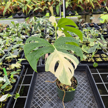 Load image into Gallery viewer, Monstera Borsigiana Albo Deliciosa Variegated exact plant, Fedex 2day*
