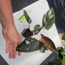 Load image into Gallery viewer, Philodendron Red Anderson, Exact Plant Ships Nationwide
