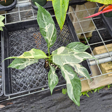 Load image into Gallery viewer, spathiphyllum galaxy, Exact Plant Variegated Ships Nationwide
