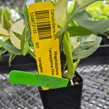 Load image into Gallery viewer, Rhaphidophora Tetrasperma Albo, Exact Plant Variegated Ships Nationwide
