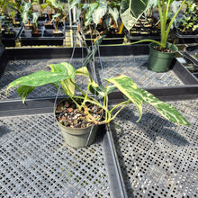 Load image into Gallery viewer, Epipremnum Pinnatum Albo Variegated exact plant, Fedex 2day
