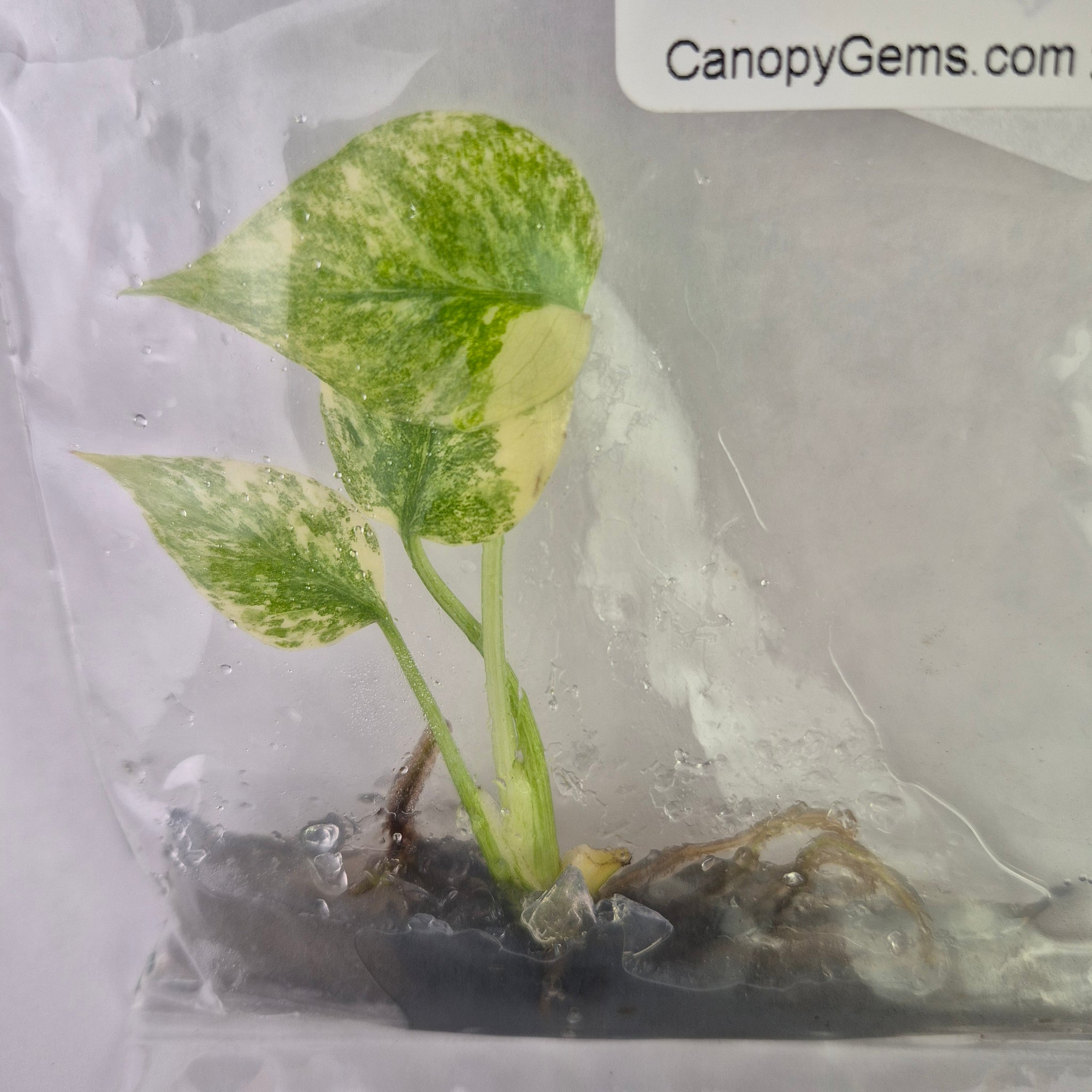 monstera deliciosa legacy Monstera Deliciosa Legacy variegated tissue culture 2DayAir – Canopy Gems