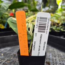 Load image into Gallery viewer, Monstera Adansonii Laniata Albo, Exact Plant Variegated Ships Nationwide
