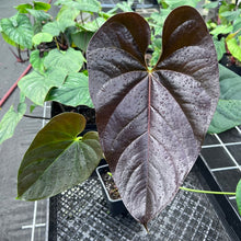 Load image into Gallery viewer, Anthurium Moodeanum, Exact Plant Ships Nationwide
