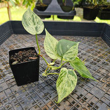 Load image into Gallery viewer, Philodendron Hederaceum, Heart Leaf, Exact Plant Variegated Ships Nationwide
