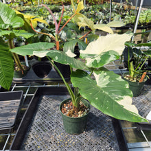 Load image into Gallery viewer, Alocasia Odora, Okinawa Silver Variegated exact plant, Fedex 2day*
