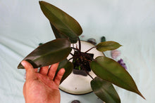 Load image into Gallery viewer, Philodendron Majesty Exact Plant Ships nationwide
