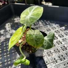 Load image into Gallery viewer, Alocasia Ninja Tricolor Black Velvet, Exact Plant Variegated Ships Nationwide
