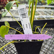 Load image into Gallery viewer, Anthurium Shibori, Exact Plant Variegated
