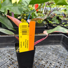 Load image into Gallery viewer, Philodendron Pink Princess Galaxy, Exact Plant Variegated Ships Nationwide
