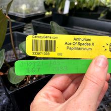 Load image into Gallery viewer, Anthurium Ace Of Spades X Papillilaminum, Exact Plant Ships Nationwide
