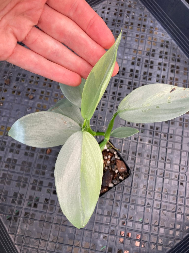 Philodendron Hastatum Silver Sword, Exact Plant Variegated Ships Nationwide