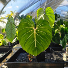 Load image into Gallery viewer, Philodendron Gloriosum, Pink Veined Back, Exact Plant Ships Nationwide
