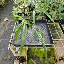 Load image into Gallery viewer, Philodendron Holtonianum, Exact Plant
