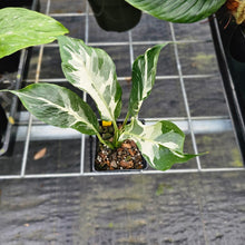 Load image into Gallery viewer, spathiphyllum galaxy, Exact Plant Variegated Ships Nationwide
