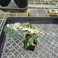 Load image into Gallery viewer, Alocasia Polly Snowflake Pink variegated exact plant, Fedex 2day*
