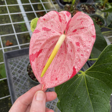 Load image into Gallery viewer, Anthurium Shibori Variegated exact plant, Fedex 2day*
