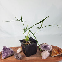 Load image into Gallery viewer, Philodendron Polypodoides 2.5&quot; Pot, Fedex 2 day*
