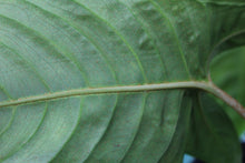 Load image into Gallery viewer, Xanthosoma Lindenii Exact Plant
