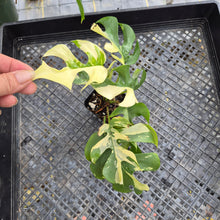 Load image into Gallery viewer, Rhaphidophora Tetrasperma Albo, Exact Plant Variegated Ships Nationwide
