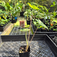 Load image into Gallery viewer, Alocasia Zebrina Aurea variegated exact plant, Fedex 2day*
