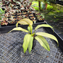 Load image into Gallery viewer, Philodendron Whipple Way Variegated exact plant, Fedex 2day*
