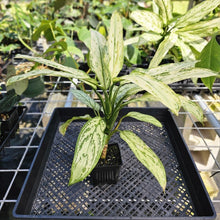 Load image into Gallery viewer, Aglaonema Ice Queen, Silver Queen, Exact Plant Variegated Ships Nationwide
