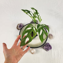 Load image into Gallery viewer, Monstera Adansonii Mint &quot;Indonesia&quot;, Exact Plant Variegated Ships Nationwide
